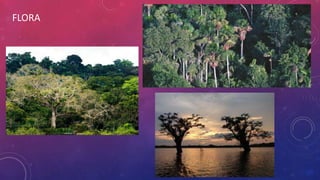 FLORA
 