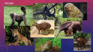 FAUNA
 