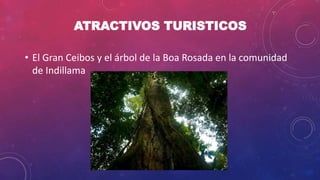 ATRACTIVOS TURISTICOS
• El Gran Ceibos y el árbol de la Boa Rosada en la comunidad
de Indillama
 