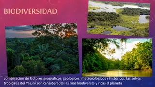BIODIVERSIDAD
combinación de factores geográficos, geológicos, meteorológicos e históricos, las selvas
tropicales del Yasuní son consideradas las más biodiversas y ricas el planeta
 