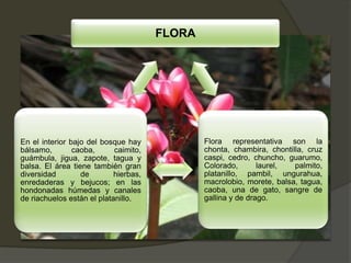 FLORA
Flora representativa son la
chonta, chambira, chontilla, cruz
caspi, cedro, chuncho, guarumo,
Colorado, laurel, palmito,
platanillo, pambil, ungurahua,
macrolobio, morete, balsa, tagua,
caoba, una de gato, sangre de
gallina y de drago.
En el interior bajo del bosque hay
bálsamo, caoba, caimito,
guámbula, jigua, zapote, tagua y
balsa. El área tiene también gran
diversidad de hierbas,
enredaderas y bejucos; en las
hondonadas húmedas y canales
de riachuelos están el platanillo.
 