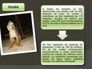 A través de estudios se han
determinado que existen más de 500
especies de aves, en cuanto a
mamíferos, se han registrado de 173
especies, aunque se estima que
existen unas 200 que corresponderían
al 57% de toda la fauna existente en el
país.
Se han registrado 62 especies de
serpientes y más de 100 de anfibios,
43 de las cuales corresponden
exclusivamente a ranas arborícolas,
muchas de colores tan intensos como
tóxicos. La ictiofauna compuesta por
peces de agua dulce, presenta
también una altísima diversidad.
FAUNA
 