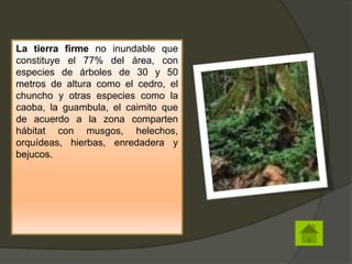 La tierra firme no inundable que
constituye el 77% del área, con
especies de árboles de 30 y 50
metros de altura como el cedro, el
chuncho y otras especies como la
caoba, la guambula, el caimito que
de acuerdo a la zona comparten
hábitat con musgos, helechos,
orquídeas, hierbas, enredadera y
bejucos.
 