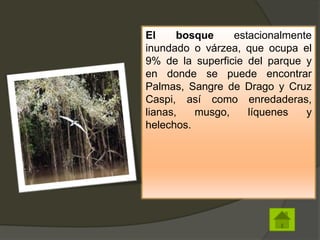 El bosque estacionalmente
inundado o várzea, que ocupa el
9% de la superficie del parque y
en donde se puede encontrar
Palmas, Sangre de Drago y Cruz
Caspi, así como enredaderas,
lianas, musgo, líquenes y
helechos.
 