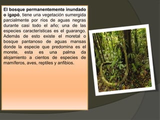 El bosque permanentemente inundado
o igapó, tiene una vegetación sumergida
parcialmente por ríos de aguas negras
durante casi todo el año; una de las
especies características es el guarango.
Además de esto existe el moretal o
bosque pantanoso de aguas mansas
donde la especie que predomina es el
morete, esta es una palma da
alojamiento a cientos de especies de
mamíferos, aves, reptiles y anfibios.
 