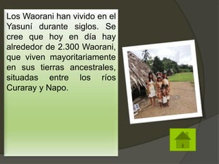 Los Waorani han vivido en el
Yasuní durante siglos. Se
cree que hoy en día hay
alrededor de 2.300 Waorani,
que viven mayoritariamente
en sus tierras ancestrales,
situadas entre los ríos
Curaray y Napo.
 