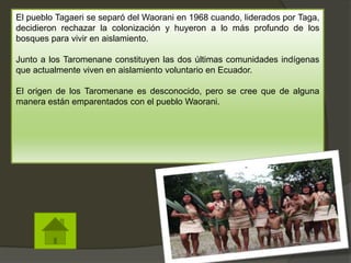 El pueblo Tagaeri se separó del Waorani en 1968 cuando, liderados por Taga,
decidieron rechazar la colonización y huyeron a lo más profundo de los
bosques para vivir en aislamiento.
Junto a los Taromenane constituyen las dos últimas comunidades indígenas
que actualmente viven en aislamiento voluntario en Ecuador.
El origen de los Taromenane es desconocido, pero se cree que de alguna
manera están emparentados con el pueblo Waorani.
 