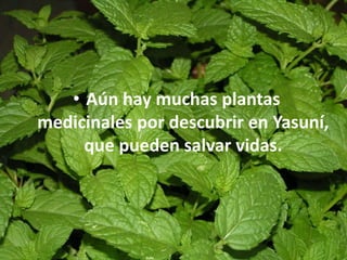 • Aún hay muchas plantas
medicinales por descubrir en Yasuní,
que pueden salvar vidas.
 
