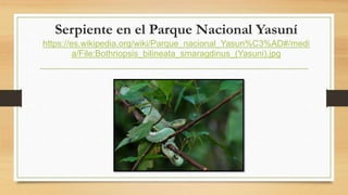 Serpiente en el Parque Nacional Yasuní
https://es.wikipedia.org/wiki/Parque_nacional_Yasun%C3%AD#/medi
a/File:Bothriopsis_bilineata_smaragdinus_(Yasuni).jpg
 