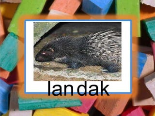 landak