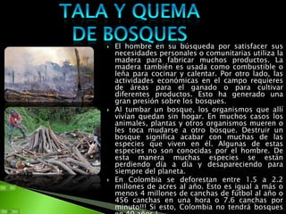    El hombre en su búsqueda por satisfacer sus
    necesidades personales o comunitarias utiliza la
    madera para fabricar muchos productos. La
    madera también es usada como combustible o
    leña para cocinar y calentar. Por otro lado, las
    actividades económicas en el campo requieres
    de áreas para el ganado o para cultivar
    diferentes productos. Esto ha generado una
    gran presión sobre los bosques.
   Al tumbar un bosque, los organismos que allí
    vivían quedan sin hogar. En muchos casos los
    animales, plantas y otros organismos mueren o
    les toca mudarse a otro bosque. Destruir un
    bosque significa acabar con muchas de las
    especies que viven en él. Algunas de estas
    especies no son conocidas por el hombre. De
    esta manera muchas especies se están
    perdiendo día a día y desapareciendo para
    siempre del planeta.
   En Colombia se deforestan entre 1.5 a 2.2
    millones de acres al año. Esto es igual a más o
    menos 4 millones de canchas de fútbol al año o
    456 canchas en una hora o 7.6 canchas por
    minuto!!! Si esto, Colombia no tendrá bosques
 
