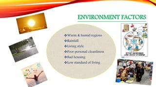 ENVIRONMENT FACTORS
Warm & humid regions
Rainfall
Living style
Poor personal cleanliness
Bad housing
Low standard of living
 