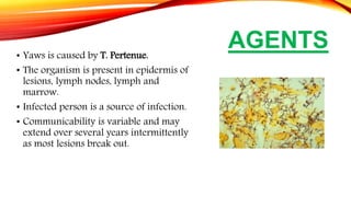 AGENTS• Yaws is caused by T. Pertenue.
• The organism is present in epidermis of
lesions, lymph nodes, lymph and
marrow.
• Infected person is a source of infection.
• Communicability is variable and may
extend over several years intermittently
as most lesions break out.
 
