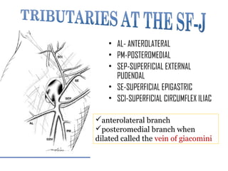 • AL- ANTEROLATERAL
• PM-POSTEROMEDIAL
• SEP-SUPERFICIAL EXTERNAL
PUDENDAL
• SE-SUPERFICIAL EPIGASTRIC
• SCI-SUPERFICIAL CIRCUMFLEX ILIAC
anterolateral branch
posteromedial branch when
dilated called the vein of giacomini
 