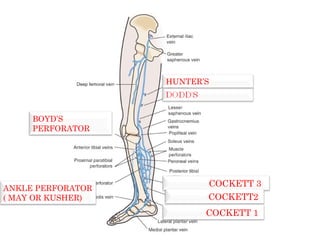 COCKETT 3
COCKETT2
COCKETT 1
BOYD’S
PERFORATOR
ANKLE PERFORATOR
( MAY OR KUSHER)
HUNTER’S
 