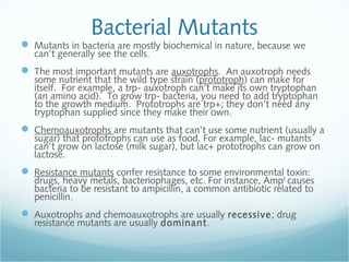 [Micro] bacterial genetics (12 jan) | PPT