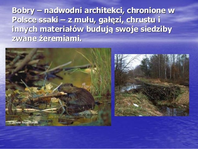 żYcie w wodzie