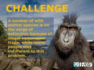 CHALLENGE
A number of wild
animal species is on
the verge of
extinction because of
illegal commercial
trade, while many
people stay
indifferent to this
problem.
 