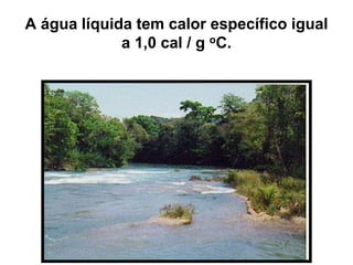 A água líquida tem calor específico igual
a 1,0 cal / g oC.
 