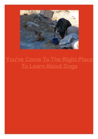 You've Come To The Right Place
To Learn About Dogs

 