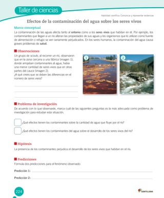 224
Taller de ciencias
Marco conceptual
La contaminación de las aguas afecta tanto al entorno como a los seres vivos que habitan en él. Por ejemplo, los
contaminantes que llegan a un río alteran las propiedades de sus aguas y los organismos que lo utilizan como fuente
de alimentación o refugio se ven seriamente perjudicados. En los seres humanos, la contaminación del agua causa
graves problemas de salud.
Observaciones
Un grupo de scouts, al recorrer un río, observaron
que en la zona cercana a una fábrica (imagen 1),
donde arrojaban contaminantes al agua, había
una menor cantidad de seres vivos que en otras
partes del cauce (imagen 2).
¿A qué crees que se deben las diferencias en el
número de seres vivos?
Problema de investigación
De acuerdo con lo que observaste, marca cuál de las siguientes preguntas es la más adecuada como problema de
investigación para estudiar esta situación.
¿Qué efectos tienen los contaminantes sobre la cantidad de agua que fluye por el río?
¿Qué efectos tienen los contaminantes del agua sobre el desarrollo de los seres vivos del río?
Hipótesis
La presencia de los contaminantes perjudica el desarrollo de los seres vivos que habitan en el río.
Predicciones
Formula dos predicciones para el fenómeno observado:
Predicción 1:
Predicción 2:
Efectos de la contaminación del agua sobre los seres vivos
Habilidad científica: Comunicar y representar evidencias
1 2
 