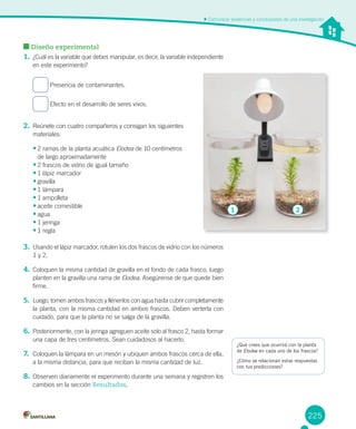 225
Comunicar evidencias y conclusiones de una investigación
Diseño experimental
1. ¿Cuál es la variable que debes manipular, es decir, la variable independiente
en este experimento?
Presencia de contaminantes.
Efecto en el desarrollo de seres vivos.
2. Reúnete con cuatro compañeros y consigan los siguientes
materiales:
•	2 ramas de la planta acuática Elodea de 10 centímetros
de largo aproximadamente
•	2 frascos de vidrio de igual tamaño
•	1 lápiz marcador
•	gravilla
•	1 lámpara
•	1 ampolleta
•	aceite comestible
•	agua
•	1 jeringa
•	1 regla
3. Usando el lápiz marcador, rotulen los dos frascos de vidrio con los números
1 y 2.
4. Coloquen la misma cantidad de gravilla en el fondo de cada frasco, luego
planten en la gravilla una rama de Elodea. Asegúrense de que quede bien
firme.
5. Luego, tomen ambos frascos y llénenlos con agua hasta cubrir completamente
la planta, con la misma cantidad en ambos frascos. Deben verterla con
cuidado, para que la planta no se salga de la gravilla.
6. Posteriormente, con la jeringa agreguen aceite solo al frasco 2, hasta formar
una capa de tres centímetros. Sean cuidadosos al hacerlo.
7. Coloquen la lámpara en un mesón y ubiquen ambos frascos cerca de ella,
a la misma distancia, para que reciban la misma cantidad de luz.
8. Observen diariamente el experimento durante una semana y registren los
cambios en la sección Resultados.
¿Qué crees que ocurrirá con la planta
de Elodea en cada uno de los frascos?
¿Cómo se relacionan estas respuestas
con tus predicciones?
1 2
 