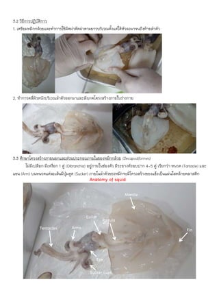 3.2 วิธีการปฏิบัติการ
1. เตรียมหมึกกล้วยและทาการใช้มีดผ่าตัดผ่าตามยาวบริเวณตั้งแต่ใต้หัวลงมาจนถึงท้ายลาตัว
2. ทาการคลี่ผิวหนังบริเวณลาตัวออกมาและสังเกตโครงสร้างภายในร่างกาย
3.3 ศึกษาโครงสร้างภายนอกและส่วนประกอบภายในของหมึกกล้วย (Decapodiformes)
ไม่มีเปลือก มีเหงือก 1 คู่ (Dibranchia) อยู่ภายในช่องตัว มีระยางค์รอบปาก 4-5 คู่ เรียกว่า หนวด (Tantacle) และ
แขน (Arm) บนหนวดแต่ละเส้นมีปุ่มดูด (Sucker) ภายในลาตัวของหมึกจะมีโครงสร้างของแข็งเป็นแผ่นใสคล้ายพลาสติก
Anatomy of squid
Tentacles
Sucker cups
Arms
Eye
Mantle
Radula
Collar
Fin
Mantle
 
