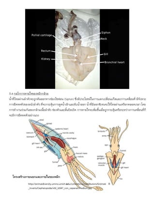 3.4 กลไกการหายใจของหมึกกล้วย
น้าที่ไหลผ่านลาตัวจะถูกดันออกทางช่องไซฟอน (Siphon) ซึ่งมีประโยชน์ในการแลกเปลี่ยนแก๊สและการเคลื่อนที่ มีจังหวะ
การยืดหดตัวของผนังลาตัว ที่จะกระตุ้นการดูดน้าเข้าและขับน้าออก น้าที่มีออกซิเจนจะให้ไหลผ่านเหงือกตลอดเวลา โดย
การทางานร่วมกันของกล้ามเนื้อลาตัว ช่องตัวและลิ้นปิดเปิด การหายใจจะเพิ่มขึ้นเมื่อถูกกระตุ้นหรือระหว่างการเคลื่อนที่ก็
จะมีการยืดหดตัวอย่างแรง
Gill
Rectum
Pollial cartilage
Kidney
Bronchial heart
Neck
Siphon
โครงสร้างภายนอกและภายในของหมึก
 