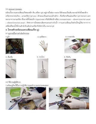 3.5 สรุปผลการทดลอง
อวัยวะในการแลกเปลี่ยนแก๊สของหมึก คือ เหงือก (gill) อยู่ภายในช่อง mantle มีลักษณะเป็นเส้น ขนานลาตัวทั้งสองข้าง
เหงือกประกอบด้วย - แกนเหงือก (gill axis) ลักษณะเป็นแท่งแบนด้านข้าง - ซี่เหงือกหรือแผ่นเหงือก (gill filament) แยก
ออกมาจากแกนเหงือก ซึ่งอาจมีทั้งสองข้าง (bipectinate) หรือมีเพียงข้างเดียว (monopectinate) - afferent branchial vessel
- efferent branchial vessel – ทิศทางการไหลของเลือดจะสวนทางกับน้า การแลกเปลี่ยนแก๊สส่วนใหญ่ได้มาจากการ
เคลื่อนที่ของน้าที่ผ่านเข้าลาตัวแล้วผ่านเหงือกจึงจัดว่าเป็น internal gill
4. โครงสร้างอวัยวะแลกเปลี่ยนแก๊ส (ปู)
4.1 อุปกรณ์ในการดาเนินกิจกรรม
1.ปูม้า 2. ถุงมือยาง 3. ถาดผ่าตัด
4. เข็มเขี่ย 5. กรรไกร 6. คีมคีบ
4.2 วิธีการปฏิบัติการ
1.เตรียมปูที่จะใช้ในการปฏิบัติการและทาการแกะกระดองออก
 