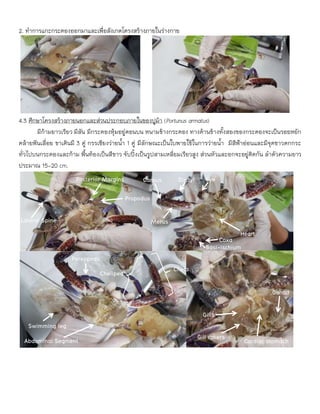 2. ทำกำรแกะกระดองออกมำและเพื่อสังเกตโครงสร้ำงภำยในร่ำงกำย
4.3 ศึกษาโครงสร้างภายนอกและส่วนประกอบภายในของปูม้า (Portunus armatus)
มีก้ามยาวเรียว มีสัน มีกระดองหุ้มอยู่ตอนบน หนามข้างกระดอง ทางด้านข้างทั้งสองของกระดองจะเป็นรอยหยัก
คล้ายฟันเลื่อย ขาเดินมี 3 คู่ กรรเชียงว่ายน้า 1 คู่ มีลักษณะเป็นใบพายใช้ในการว่ายน้า มีสีฟ้าอ่อนและมีจุดขาวตกกระ
ทั่วไปบนกระดองและก้าม พื้นท้องเป็นสีขาว จับปิ้งเป็นรูปสามเหลี่ยมเรียวสูง ส่วนหัวและอกจะอยู่ติดกัน ลาตัวความยาว
ประมาณ 15-20 cm.
Dactyl
Propodus
Carpus
Merus
Lateral Spine
Spine
Eye
Basi-ischium
Coxa
Swimming leg
Abdominal Segment
Posterior Margins
Pereopods
Chela
Cheliped
Gill rakers
Gills
Cardiac stomach
Heart
Gonad
 