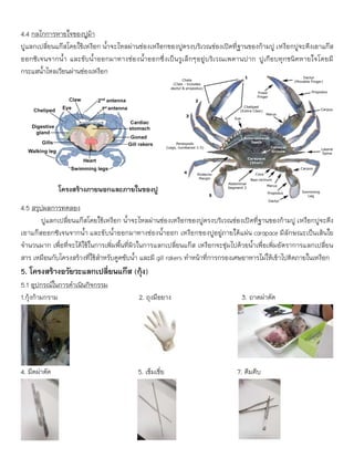 4.4 กลไกการหายใจของปูม้า
ปูแลกเปลี่ยนแก๊สโดยใช้เหงือก น้าจะไหลผ่านช่องเหงือกของปูตรงบริเวณช่องเปิดที่ฐานของก้ามปู เหงือกปูจะดึงเอาแก๊ส
ออกซิเจนจากน้า และขับน้าออกมาทางช่องน้าออกซึ่งเป็นรูเล็กๆอยู่บริเวณเพดานปาก ปูเกือบทุกชนิดหายใจโดยมี
กระแสน้าไหลเวียนผ่านช่องเหงือก
4.5 สรุปผลการทดลอง
ปูแลกเปลี่ยนแก๊สโดยใช้เหงือก น้าจะไหลผ่านช่องเหงือกของปูตรงบริเวณช่องเปิดที่ฐานของก้ามปู เหงือกปูจะดึง
เอาแก๊สออกซิเจนจากน้า และขับน้าออกมาทางช่องน้าออก เหงือกของปูอยู่ภายใต้แผ่น carapace มีลักษณะเป็นเส้นใย
จานวนมาก เพื่อที่จะได้ใช้ในการเพิ่มพื้นที่ผิวในการแลกเปลี่ยนแก๊ส เหงือกจะชุ่มไปด้วยน้าเพื่อเพิ่มอัตราการแลกเปลี่ยน
สาร เหมือนกับโครงสร้างที่ใช้สาหรับดูดซับน้า และมี gill rakers ทาหน้าที่การกรองเศษอาหารไม่ให้เข้าไปติดภายในเหงือก
5. โครงสร้างอวัยวะแลกเปลี่ยนแก๊ส (กุ้ง)
5.1 อุปกรณ์ในการดาเนินกิจกรรม
1.กุ้งก้ามกราม 2. ถุงมือยาง 3. ถาดผ่าตัด
4. มีดผ่าตัด 5. เข็มเขี่ย 7. คีมคีบ
โครงสร้างภายนอกและภายในของปู
 