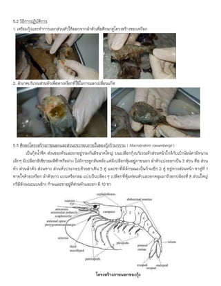 5.2 วิธีการปฏิบัติการ
1. เตรียมกุ้งและทาการแยกส่วนหัวให้ออกจากลาตัวเพื่อศึกษาดูโครงสร้างของเหงือก
2. สังเกตบริเวณส่วนหัวเพื่อหาเหงือกที่ใช้ในการแลกเปลี่ยนแก๊ส
5.3 ศึกษาโครงสร้างภายนอกและส่วนประกอบภายในของกุ้งก้ามกราม ( Macrobrahim roesenbergii )
เป็นกุ้งน้าจืด ส่วนของหัวและอกอยู่รวมกันมีขนาดใหญ่ บนเปลือกกุ้งบริเวณหัวส่วนหน้าใกล้กับเบ้านัยน์ตามีหนาม
เล็กๆ มีเปลือกสีเขียวอมสีฟ้าหรือม่วง ไม่มีกระดูกสันหลัง แต่มีเปลือกหุ้มอยู่ภายนอก ลาตัวแบ่งออกเป็น 3 ส่วน คือ ส่วน
หัว ส่วนลาตัว ส่วนหาง ส่วนหัวประกอบด้วยขาเดิน 3 คู่ และขาที่มีลักษณะเป็นก้ามอีก 2 คู่ อยู่ทางส่วนหน้า ขาคู่ที่ 1
หายใจด้วยเหงือก ลาตัวยาว แบนหรือกลม แบ่งเป็นปล้อง ๆ เปลือกที่หุ้มท่อนหัวและอกคลุมมาถึงอกปล้องที่ 8 ส่วนใหญ่
กรีมีลักษณะแบนข้าง ก้ามและขาอยู่ที่ส่วนหัวและอก มี 10 ขา
โครงสร้างภายนอกของกุ้ง
 