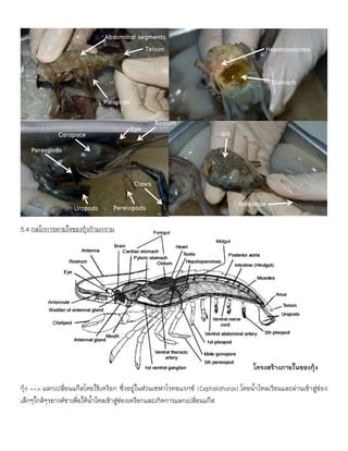 5.4 กลไกการหายใจของกุ้งก้ามกราม
กุ้ง --> แลกเปลี่ยนแก๊สโดยใช้เหงือก ซึ่งอยู่ในส่วนเซฟาโรทอแรกซ์ (Cephalothorax) โดยน้าไหลเวียนและผ่านเข้าสู่ช่อง
เล็กๆใกล้ๆรยางค์ขาเพื่อให้น้าไหลเข้าสู่ช่องเหงือกและเกิดการแลกเปลี่ยนแก๊ส
Pleopods
Pereopods
Antennae
Eye
Rostum
Abdominal segments
Uropods
Telson
Carapace
Stomach
Hepatopancrea
s
Gill
Claws
Pereiopods
โครงสร้างภายในของกุ้ง
 