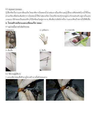 5.5 สรุปผลการทดลอง
กุ้งใช้เหงือกในการแลกเลี่ยนแก๊ส โดยอาศัยการไหลของน้าผ่านช่องภายในเหงือกและกุ้งใช้รยางค์พิเศษพัดโบกน้าให้ไหล
ผ่านเหงือกเพื่อช่วยเพิ่มอัตราการไหลของน้าให้ผ่านช่องเหงือก โดยเหงือกของกุ้งจะอยู่ตรงบริเวณส่วนหัว อยู่ภายในแผ่น
carapace มีลักษณะเป็นแขนงเล็กๆ ที่เรียงซ้อนกันอยู่มากมาย เพื่อเพิ่มประสิทธิภาพในการแลกเปลี่ยนก๊าซหายใจได้ดียิ่งขึ้น
6. โครงสร้างอวัยวะแลกเปลี่ยนแก๊ส (หอย)
6.1 อุปกรณ์ในการดาเนินกิจกรรม
1.หอยแครง 2. ถุงมือยาง 3. ถาดผ่าตัด
4. เข็มเขี่ย 5. คีมคีบ
6.2 วิธีการปฏิบัติการ
1. แกะเปลือกหอยเพื่อศึกษาดูโครงสร้างภายในตัวหอยแครง
 