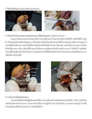 2. ใช้เข็มเขี่ยเพื่อดูตาแหน่งของเหงือกของหอยแครง
6.3 ศึกษาโครงสร้างภายนอกและส่วนประกอบภายในของหอยแครง (Tegillarca granosa )
หอยแครงเป็นหอยสองฝาลักษณะค่อนข้างกลม เปลือกหนา ด้านนอกของเปลือกเป็นสันโค้ง เปลือกมีสีน้าตาลอม
ดา ลาตัวถูกหุ้มด้วยเปลือกหินปูนหนา ภายในเปลือกเป็นลาตัวของหอย ตัวหอยมีสีน้าตาลแดงเพราะมีสาร hemoglobin มี
กล้ามเนื้อยึดเปลือกแน่น ส่วนหัวเห็นไม่ชัด มีเหงือกขนาดใหญ่ไว้สาหรับแลกเปลี่ยนแก๊ส และช่วยในการกรองอาหาร มีร่อง
ลึกที่เปลือกและบานพับ เปลือกที่มีลักษณะเป็นเส้นตรง และมีฟันละเอียดที่บานพับจานวนมาก ไม่มีท่อน้า รอยยึดติด
กล้ามเนื้อยึดเปลือกด้านหลังจะใหญ่กว่ารอยแผลของกล้ามเนื้อยึดเปลือกด้านหน้า เท้าหอยแครงเจริญได้ดีและสามารถ
เคลื่อนที่ตามผิวโคลนได้
6.4 กลไกการหายใจของหอยแครง
หอยสองฝาใช้เหงือกซึ่งอยู่ในช่องแมนเทิลในการแลกเปลี่ยนแก๊ส โดยที่หอยสองฝาจะมีเหงือก 1 หรือ 2 คู่ ที่เหงือก
จะมีเส้นเลือดฝอยจานวนมาก โดยออกซิเจนซึ่งละลายอยู่ในน้าจะผ่านไปที่เหงือก และแพร่ผ่านเข้าสู่ร่างกายได้
คาร์บอนไดออกไซด์ก็จะแพร่ออกมาจากเหงือกได้เช่นกัน
Gills
Shell
Anterior adductor muscle
Stomach
Mantle
Foot
Kidney
 