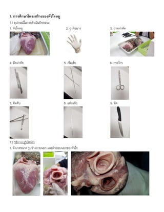 1. การศึกษาโครงสร้างของหัวใจหมู
1.1 อุปกรณ์ในการดาเนินกิจกรรม
1. หัวใจหมู 2. ถุงมือยาง 3. ถาดผ่าตัด
4. มีดผ่าตัด 5. เข็มเขี่ย 6. กรรไกร
7. คีมคีบ 8. แท่งแก้ว 9. มีด
1.2 วิธีการปฏิบัติการ
1. สังเกตขนาด รูปร่างภายนอก และผิวรอบนอกของหัวใจ
 