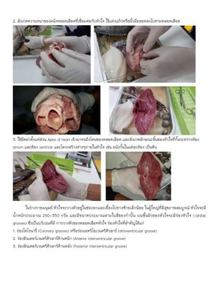 2. สังเกตความหนาของผนังหลอดเลือดที่เชื่อมต่อกับหัวใจ ใช้แท่งแก้วหรือนิ้วมือสอดลงไปตามหลอดเลือด
3. ใช้มีดผ่าตั้งแต่ส่วน Apex of heart เข้ามาจนถึงโคนของหลอดเลือด และสังเกตลักษณะลิ้นของหัวใจที่กั้นระหว่างห้อง
atrium และห้อง ventricle และโครงสร้างต่างๆภายในหัวใจ เช่น ผนังกั้นในแต่ละห้อง เป็นต้น
ในร่างกายมนุษย์ หัวใจจะวางตัวอยู่ในช่องอกและเยื้องไปทางซ้ายเล็กน้อย ในผู้ใหญ่ที่มีสุขภาพสมบูรณ์ หัวใจจะมี
น้าหนักประมาณ 250-350 กรัม และมีขนาดประมาณสามในสี่ของกาปั้น บนพื้นผิวของหัวใจจะมีร่องหัวใจ (cardiac
grooves) ซึ่งเป็นบริเวณที่มี การวางตัวของหลอดเลือดหัวใจ ร่องหัวใจที่สาคัญได้แก่
1. ร่องโคโรนารี่ (Coronary grooves) หรือร่องเอตริโอเวนตริคิวลาร์ (atrioventricular groove)
2. ร่องอินเตอร์เวนตริคิวลาร์ด้านหน้า (Anterior interventricular groove)
3. ร่องอินเตอร์เวนตริคิวลาร์ด้านหลัง (Posterior interventricular groove)
 