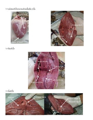 1.3 ผนังของหัวใจประกอบด้วยเนื้อเยื่อ 3 ชั้น
1.4 ห้องหัวใจ
1.5 ลิ้นหัวใจ
Epicardium
Apex of heart
Myocardium
Endocardium
Right atrium
Right ventricle
Left atrium
Left ventricle
Mitral Valve or
Bicuspid valve
Tricuspid Valve
Septum
 