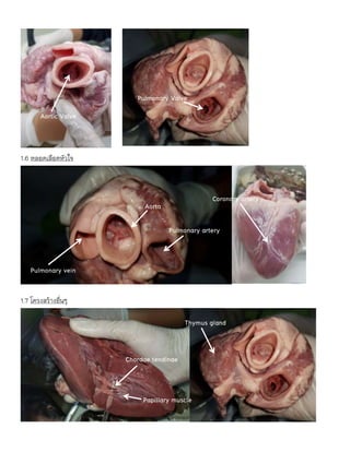 1.6 หลอดเลือดหัวใจ
1.7 โครงสร้างอื่นๆ
Aortic Valve
Pulmonary Valve
Pulmonary vein
Pulmonary artery
Aorta
Coronary artery
Chordae tendinae
Papillary muscle
Thymus gland
 