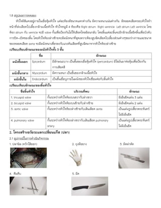 1.8 สรุปผลการทดลอง
หัวใจมีสีแดงอยู่ภายในเยื่อหุ้มหัวใจ แต่ละห้องมีขนาดแตกต่างกัน มีความหนาแน่นต่างกัน มีหลอดเลือดรอบหัวใจทา
หน้าที่ส่งเลือดไปเลี้ยงกล้ามเนื้อหัวใจ หัวใจหมูมี 4 ห้องคือ Right atrium Right ventricle Left atrium Left ventricle โดย
ห้อง atrium กับ venricle จะมี valve กั้นเพื่อป้องกันไม่ให้เลือดไหลย้อนกลับ โดยลิ้นแต่ละลิ้นจะมีกล้ามเนื้อยึดลิ้นเพื่อบังคับ
การปิด-เปิดของลิ้น โดยหัวใจห้องล่างซ้ายจะมีผนังหนาที่สุดเพราะต้องสูบฉีดเลือดไปเลี้ยงส่วนต่างๆของร่างกายและขนาด
ของหลอดเลือด aorta จะมีผนังหนาเพื่อรองรับแรงดันเลือดที่สูบฉีดมาจากหัวใจห้องล่างซ้าย
เปรียบเทียบลักษณะของผนังหัวใจทั้ง 3 ชั้น
ชื่อ ลักษณะ
ผนังชั้นนอก Epicardium มีลักษณะบาง เป็นชั้นของเยื่อหุ้มหัวใจ (pericardium) มีไขมันมาห่อหุ้มเพื่อป้องกัน
การเสียดสี
ผนังชั้นกลาง Myocardium มีความหนา เป็นชั้นของกล้ามเนื้อหัวใจ
ผนังชั้นใน Endocardium เป็นชั้นเยื่อบุภายในผนังของหัวใจเชื่อมต่อกับลิ้นหัวใจ
เปรียบเทียบลักษณะของลิ้นหัวใจ
ชื่อลิ้นหัวใจ บริเวณที่พบ ลักษณะ
1. tricuspid valve กั้นระหว่างหัวใจห้องบนขวากับล่างขวา มีเอ็นยึดแผ่น 3 แผ่น
2. bicuspid valve กั้นระหว่างหัวใจห้องบนซ้ายกับล่างซ้าย มีเอ็นยึดแผ่น 2 แผ่น
3. aortic valve กั้นระหว่างหัวใจห้องล่างซ้ายกับเส้นเลือด aorta เป็นแผ่นรูปเสี้ยวพระจันทร์
ไม่มีเอ็นยึด
4. pulmonary valve กั้นระหว่างหัวใจห้องล่างขวากับเส้นเลือด pulmonary
artery
เป็นแผ่นรูปเสี้ยวพระจันทร์
ไม่มีเอ็นยึด
2. โครงสร้างอวัยวะแลกเปลี่ยนแก๊ส (ปลา)
2.1 อุปกรณ์ในการดาเนินกิจกรรม
1. ปลานิล (ควักไส้ออก) 2. ถุงมือยาง 3. มีดผ่าตัด
4. คีมคีบ 5. มีด
 