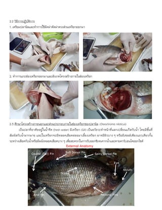 2.2 วิธีการปฏิบัติการ
1. เตรียมปลานิลและทาการใช้มีดผ่าตัดผ่าตรงส่วนเหงือกออกมา
2. ทาการแกะช่องเหงือกออกมาและสังเกตโครงสร้างภายในช่องเหงือก
2.3 ศึกษาโครงสร้างภายนอกและส่วนประกอบภายในช่องเหงือกของปลานิล (Oreochromis niloticus)
เป็นปลาที่อาศัยอยู่ในน้าจืด (fresh water) มีเหงือก (Gill) เป็นอวัยวะทาหน้าที่แลกเปลี่ยนแก๊สกับน้า โดยมีพื้นที่
สัมผัสกับน้ามากมาย และในเหงือกจะมีหลอดเลือดฝอยมาเลี้ยงเหงือก อาจมีผิวบาง ๆ หรือมีเซลล์เพียงแถวเดียวกั้น
ระหว่างเลือดกับน้าหรือมีผนังหลอดเลือดบาง ๆ เพื่อสะดวกในการรับออกซิเจนจากน้าและคายคาร์บอนไดออกไซด์
External Anatomy
Mouth
Eye
Scales
Pectoral Fins
Anal Fin
Caudal (Tail) Fin Spiny Dorsal Fin
Soft Dorsal Fin
 