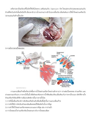 4) การไหลของน้าผ่านเหงือกต้องไหลสวนทางกับการไหลของเลือด
เหงือกปลาเป็นอวัยวะที่ไม่เปิดให้เห็นโดยตรง แต่มีแผ่นแก้ม ( Operculum ) ปิด โดยเฉพาะบริเวณของของแผ่นแก้ม
ด้านที่ติดกับลาตัวนั้นเปิดปิดได้ เมื่อปลาอ้าปากน้าจะผ่านปากเข้าไปปลายนี้จะปิด เมื่อมันต้องการให้น้าไหลผ่านเหงือกไป
ปลายแผ่นแก้มด้านนี้จะเปิด
2.4 กลไกการหายใจของปลา
การแลกเปลี่ยนก๊าซที่เหงือกเกิดขึ้นจากน้าไหลผ่านเหงือกโดยผ่านเข้าทางปาก ผ่านช่องในคอหอย ผ่านเหงือก และ
ผ่านออกนอกตัวปลา การหายใจในน้าเพื่อดึงออกซิเจนจากน้ามีข้อเสียเปรียบเมื่อเทียบกับการหายใจบนบก สัตว์ที่หายใจ
ด้วยเหงือกจึงต้องมีวิธีการเพิ่มประสิทธิภาพในการหายใจโดย
1) การที่เนื้อเยื่อเหงือกมีการพับซ้อนหรือม้วนตัวเพื่อเพิ่มพื้นผิวในการแลกเปลี่ยนก๊าซ
2) การจัดให้มีการจัดเรียงตัวของเส้นเลือดฝอยให้สัมผัสกับน้ามากที่สุด
3) การทาให้น้าไหลผ่านเหงือกตลอดเวลาและมากที่สุด เช่น การว่ายน้า
Gill arch
Gill filament
Gill rakers
Operculum
 