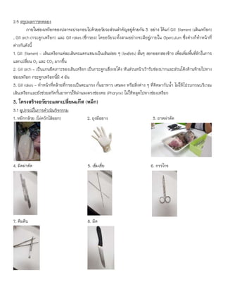 2.5 สรุปผลการทดลอง
ภายในช่องเหงือกของปลาจะประกอบไปด้วยอวัยวะส่วนสาคัญอยู่ด้วยกัน 3 อย่าง ได้แก่ Gill filament (เส้นเหงือก)
, Gill arch (กระดูกเหงือก) และ Gill rakes (ซี่กรอง) โดยอวัยวะทั้งสามอย่างจะมีอยู่ภายใน Operculum ซึ่งต่างก็ทาหน้าที่
ต่างกันดังนี้
1. Gill filament - เส้นเหงือกแต่ละเส้นจะแตกแขนงเป็นเส้นฝอย ๆ (leaflets) สั้นๆ งอกออกสองข้าง เพื่อเพิ่มพื้นที่ผิวในการ
แลกเปลี่ยน O2 และ CO2 มากขึ้น
2. Gill arch - เป็นแกนยึดเกาะของเส้นเหงือก เป็นกระดูกแข็งงอโค้ง หันส่วนหน้าเว้ารับช่องปากและส่วนโค้งด้านท้ายไปทาง
ช่องเหงือก กระดูกเหงือกนี้มี 4 อัน
3. Gill rakes - ทาหน้าที่คล้ายที่กรองเป็นตะแกรง กั้นอาหาร เศษผง หรือสิ่งต่าง ๆ ที่ติดมากับน้า ไม่ให้ไปรบกวนบริเวณ
เส้นเหงือกและยังช่วยสกัดกั้นอาหารให้ผ่านลงตรงช่องคอ (Pharynx) ไม่ให้หลุดไปทางช่องเหงือก
3. โครงสร้างอวัยวะแลกเปลี่ยนแก๊ส (หมึก)
3.1 อุปกรณ์ในการดาเนินกิจกรรม
1. หมึกกล้วย (ไม่ควักไส้ออก) 2. ถุงมือยาง 3. ถาดผ่าตัด
4. มีดผ่าตัด 5. เข็มเขี่ย 6. กรรไกร
7. คีมคีบ 8. มีด
 