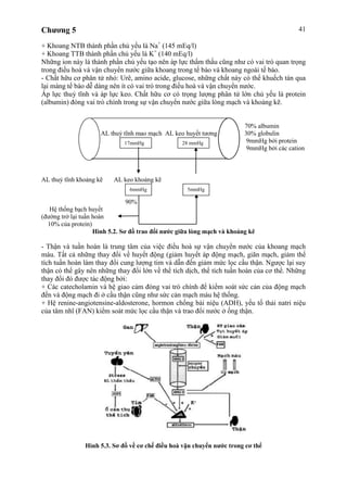 Chương 5 41
+ Khoang NTB thành phần chủ yếu là Na+
(145 mEq/l)
+ Khoang TTB thành phần chủ yếu là K+
(140 mEq/l)
Những ion này là thành phần chủ yếu tạo nên áp lực thẩm thấu cũng như có vai trò quan trọng
trong điều hoà và vận chuyển nước giữa khoang trong tế bào và khoang ngoài tế bào.
- Chất hữu cơ phân tử nhỏ: Urê, amino acide, glucose, những chất này có thể khuếch tán qua
lại màng tế bào dễ dàng nên ít có vai trò trong điều hoà và vận chuyển nước.
Áp lực thuỷ tĩnh và áp lực keo. Chất hữu cơ có trọng lượng phân tử lớn chủ yếu là protein
(albumin) đóng vai trò chính trong sự vận chuyển nước giữa lòng mạch và khoảng kẽ.
70% albumin
AL thuỷ tĩnh mao mạch AL keo huyết tương 30% globulin
1 9mmHg bởi protein
9mmHg bởi các cation
AL thuỷ tĩnh khoảng kẽ AL keo khoảng kẽ
90%
Hệ thống bạch huyết
(đường trở lại tuần hoàn
10% của protein)
Hình 5.2. Sơ đồ trao đổi nước giữa lòng mạch và khoảng kẽ
- Thận và tuần hoàn là trung tâm của việc điều hoà sự vận chuyển nước của khoang mạch
máu. Tất cả những thay đổi về huyết động (giảm huyết áp động mạch, giãn mạch, giảm thể
tích tuần hoàn làm thay đổi cung lượng tim và dẫn đến giảm mức lọc cầu thận. Ngược lại suy
thận có thể gây nên những thay đổi lớn về thể tích dịch, thể tích tuần hoàn của cơ thể. Những
thay đổi đó được tác động bởi:
+ Các catecholamin và hệ giao cảm đóng vai trò chính để kiểm soát sức cản của động mạch
đến và động mạch đi ở cầu thận cũng như sức cản mạch máu hệ thống.
+ Hệ renine-angiotensine-aldosterone, hormon chống bài niệu (ADH), yếu tố thải natri niệu
của tâm nhĩ (FAN) kiểm soát mức lọc cầu thận và trao đổi nước ở ống thận.
Hình 5.3. Sơ đồ về cơ chế điều hoà vận chuyển nước trong cơ thể
17mmHg 28 mmHg
6mmHg 5mmHg
 