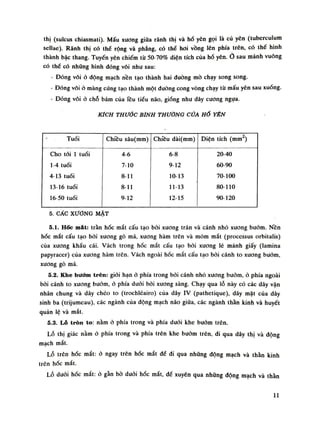 thị (sulcus chiasmati). Mấu xương giữa rãnh thị và hố yên gọi là củ yên (tuberculum
sellae). Rãnh thị có thế rộng và phăng, có thề hoi vồng lên phía trên, có thể hình
thành bậc thang. Tuyến yên chiếm tù 50-70% diện tích của hò yên.Ỏ sau mảnh vuông
có thế có những hình đóng vôi nhu sau:
- Đóng vôi ỏ động mạch nền tạo thành hai duòng mò chạy song song.
- Đóng vôi ỏ màng cứng tạo thành một đường cong vòng chạy tù mấu yên sau xuống.
• Đóng vôi ỏ chỗ bám của lều tiểu não, gióng nhu dây cuông ngựa.
KÍCH THƯỚC BÌNH THƯỜNG CỦA HỐ YÊN
Tuổi Chiều sâu(mm) Chiều dài(mm) Diện tích (UM2
)
Cho tói 1 tuổi 4-6 6-8 20-40
1-4 tuổi 7-10 9-12 60-90
4-13 tuổi 8-11 10-13 70-100
13-16 tuổi 8-11 11-13 80-110
16-50 tuổi 9-12 12-15 90-120
5. CẤC XƯƠNG MẶT
5.1. HỐC mát: trần hốc mắt cấu tạo bãi xương trán và cánh nhỏ xương bướm. Nền
hốc mắt cấu tạo bời xuong gò má, xương hàm trên và mõm mắt (processus orbitalis)
của xương khẩu cái. Vách trong hốc mắt cấu tạo bối xuong lẻ mảnh giấy (lamina
papyracer) của xuong hàm trên. Vách ngoài hốc mắt cấu tạo bói cánh to xương bướm,
xuong gò má.
5.2. Khe bướm trên: giói hạn ỏ phía trong bói cánh nhỏ xương bướm, ỏ phía ngoài
bời cánh to xuong bướm, ỏ phía đuôi bói xương sàng. Chạy qua lỗ này có các dây vận
nhãn chung và dây chéo to (trochléairo) cùa dây IV (pathetique), dây mặt của dây
sinh ba (trijumeau), các ngành của động mạch não giũa, các ngành thần kinh và huyết
quản lệ và mắt.
5.3. Lỗ tròn to: nằm ỏ phía trong và phía đuối khe buốm trên.
Lỗ thị giác nằm ỏ phía trong và phía trên khe bướm trên, đi qua dây thị và dộng
mạch mắt.
Lỗ trên hốc mắt: ỏ ngay trên hốc mắt để di qua nhũng động mạch và thần kinh
trên hóc mắt.
Lỗ đuôi hốc mắt: ỏ gần bò đuôi hóc mắt, đế xuyên qua nhũng động mạch và thần
l i
 