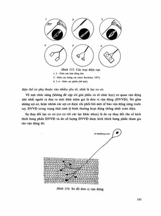 Hình 115. Các loại điện cục
Ì, 2 - Diện cực kim dồng lâm
3 - Diện cực luông cực (theo Buchlhal. 1957)
4. 5, 6 - Diện cực phiến (bẻ mặt)
điện thế co phụ thuộc vào nhiều yếu tố, nhất là lục co co.
Vê mặt chức năng (không dề cập tói giải phẫu và tố chúc học) co quan vận dộng
nhó nhất nguôi ta đua ra một khái niệm gọi là đon vị vận dộng (ĐVVĐ). Nó gồm
nhũng sợi co, hoặc nhóm các sợi co đuọc chi phối bồi một tế bào vận động sùng trước
tuy. ĐVVĐ trong trạng thái sinh lý bình thuồng hoạt động thòng nhất toàn diện.
Sụ thay đổi lục co co (co co vói các lục khác nhau) là do sụ thay đổi tần số kích
thích hung phấn ĐVVĐ và do số lượng ĐVVĐ đuọc kích thích hung phấn tham gia
vào vận động đó.
Hình 116. So đồ đon vị vận động
191
 