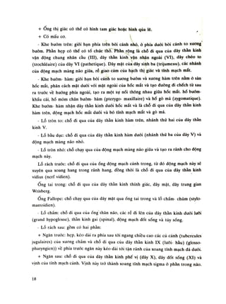 + Ông thị giác có thể có hình tam giác hoặc hình qua lê.
+ Có mấu co.
- Khe buóm trên: giói hạn phía trên bói cánh nhò, ò phía đuối bói cánh to xương
bướm. Phần hẹp có thể có tổ chức thố. Phần rộng là chỗ di qua của dây thán kinh
vận động chung nhẵn cầu (HI), dây thần kinh vận nhãn ngoài (VI), dây chéo to
(trochléaire) của dầy VI (pathetique). Dây mặt của dây sinh ba (trijumeau), các nhánh
của động mạch màng não giúa, rễ giao cảm của hạch thị giác và tĩnh mạch mắt.
- Khe buồm- hàm: giói hạn bời cánh to xuong buồm và xuong hàm trên nằm ỏ sàn
hốc mắt, phân cách mặt đuối vói mặt ngoài của hóc mắt và tạo dường di chếch từ sau
ra trước vê hướng phía ngoài, tạo ra một sụ nối thông nhau giũa hốc mắt. hố bướm
khẩu cái, hố mỏm chân bướm- hàm (pterygo- maxillaire) và hố gò má (zygomatique).
Khe buồm- hàm nhận dây thần kinh đuối hốc mắt và là chỗ di qua cùa dây thần kinh
hàm trên, dộng mạch hốc mắt đuôi và bó tĩnh mạch mắt và gò má.
- Lỗ tròn to: chỗ đi qua của dây thần kinh hàm trên, nhánh thú hai cùa dây thần
kinh V.
- Lỗ bàu dục: chỗ di qua cùa dây thần kinh hàm đuôi (nhánh thú ba của dây V) và
dộng mạch màng não nhò.
- Lỗ tròn nhỏ: chỗ chạy qua cùa dộng mạch màng não giũa và tạo ra rãnh cho dộng
mạch này.
Lỗ rách trưốc: chỗ đi qua cùaống động mạch cảnh trong, từ dó động mạch này sẽ
xuyên qua xoang hang trong rãnh hang, đồng thòi là chỗ di qua của dây thằn kinh
vidius (nerf vidien).
Ống tai trong: chỗ di qua cùa dây thằn kinh thính giác, dây mặt, dây trung gian
Wrisberg.
Ống Fallope: chỗ chạy qua cùa dây mặt qua óng tai trong và lỗ chẩm- chũm (stylo-
mastoidien).
- Lỗ chấm: chỗ đi qua cùaống thân não, các rễ di lẽn cùa dây thằn kinh đuôi lưỡi
(grand hypoglosse), thán kinh gai (spinal), dộng mạch đốt sống và tủy sống.
- Lỗ rách sau: gồm có hai phàn:
+ Ngăn trước: hẹp, kéo dài ra phía sau tói ngang chiều cao các củ cành (tubcrcules
jugulaires) của xương chẩm và chỗ di qua cùa dây thần kinh IX (lưỡi- hàu) (glosso-
pharyngien)) vê phía truốc ngăn này kéo dài tói tận rãnh của xoang tĩnh mạch đá đuôi.
+ Ngăn sau: chỗ di qua của dây thần kinh phế vị (dây X), dây dốt sóng (XI) và
vịnh cùa tĩnh mạch cành. Vịnh này trỏ thành xoang tĩnh mạch sigma ỏ phần trong não.
18
 