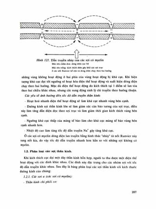 - +
+
A .
Hình 121. Dẫn truyền nhảy của các sợi có myelin
Múi lẽn chấm đen: dòng điện cục bộ
Mũi tên trắng: kích [hích điện gây khù cực sợi trục
ỏ các nốt Ranvier kế cận và dòng điện chạy theo hai hướng
nhũng vùng không hoạt động ỏ hai phía của vùng hoạt dộng bị khù cục. Khi hiện
tượng khù cục dạt tối ngưỡng sẽ hoạt hóa điện thế hoạt dộng và xuất hiện dòng diện
chạy theo hai huống. Mặc dù điện thế hoạt dộng do kích thích tại Ì điềm sẽ lan tỏa
theo hai chiều khác nhau, nhung các xung động sinh lý chi truyền theo hướng thuận.
Các yếu tố ảnh hưởng đèn tốc độ dẫn truỳên than kinh:
- Hoạt hoa nhanh điện thế hoạt động sẽ làm khử cực nhanh vùng bên cạnh.
- Đường kính sợi thần kinh lốn sẽ làm giảm súc cản bào tuông cùa sợi trục, điều
này làm tăng dẫn điện dọc theo sợi trục và làm giảm thòi gian kích thích vùng bên
cạnh.
- Ngưỡng khử cục thấp cùa màng tế bào làm cho khù cục màng tế bào vùng bên
cạnh nhanh hon.
- Nhiệt độ cao làm tăng tốc độ dẫn truyền Na+
gây tâng khử cục.
o các sợi có myelin dòng điện lan truyền bằng hình thức "nhảy" íù nốt Ranvier này
sang nốt kia, do vậy tốc độ dẫn truyền nhanh hon hẳn so vói nhũng sợi không có
myelin.
1.2. Phân loại các sợi thân kinh.
Khi kích thích cục đại một dây thần kinh hỗn họp, người ta thu đuọc một điện thế
hoạt dộng vói các dinh khác nhau. Các dinh này đặc trung cho các nhóm sợi vói tốc
dô dẫn truyền khác nhau. Sau đây là báng phân loại các sợi thán kinh với kích thuốc
đuòng kính cùa chúng:
1.2.1. Các sợi a (các sợi có myelin):
- Than kinh chi phái cơ:
207
 
