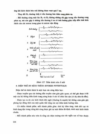úng khi kích thích bên trái không được vượt quá 7 ms.
- Thay đổi Ri thuồng thấy ỏ tổn thương bản thân cung phản xạ.
- Bất thường cùng một lúc Ri và Ri không nhũng chi gặp trong tổn thương cung
phản xạ, mà còn gặp ỏ nhũng tổn thương ỏ xa có ảnh huống gián tiếp đến tính kích
thích của các noron trung gian và noron vận động.
Binh Hiứỏi
i D.
z ũấỵ-ar Ị
Nhíu am ýéí
chinh
— — ' W W V
'
i r t / v v ^ v
HhềjỈỊ ị
sông Ị
Ndron trung .
5 thrĨỊ ị
bắt cheo Ị
Nđrat
gan bắt
"Thin tinh trên ã nút
Hình 127. Thần kinh trên ổ mắt
6. ĐIỆN THẾ DO KÍCH THÍCH (EVOKED POTENTIALS)
Điện thế do kích thích là một loạt các sóng điện học:
- Được truyền qua các đường dẫn truyền cảm giác-gỉác quan, có thế ghi được ò bề
mặt cùa hệ thống thần kinh trung uong hoặc ỏ các tổ chức lân cận (ví dụ nhu da dầu).
- Được tạo ra do các kích thích đột ngột (thuồng là mạnh) hệ thống cảm giác gây
phóng lục đồng thòi của một quần thể rộng các sợi thần kinh hướng tâm.
- Có nhiều thành phàn, mỗi thành phàn gồm: thòi kỳ tiềm tàng, tính đói cục và
hình dạng đặc trung riêng khi cùng được ghi tại một điềm đã định, đuôi một kích thích
chuẩn.
- Mỗi thành phần nêu trên lả tổng các điện trường của các ngẫu cục tế bào thuộc
216
 