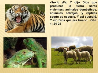 •Sexto día: Y dijo Dios que
produzca la tierra seres
vivientes: animales domésticos,
animales salvajes, y reptiles
según su especie. Y así sucedió.
Y vio Dios que era bueno. Gén.
1: 24-25
 